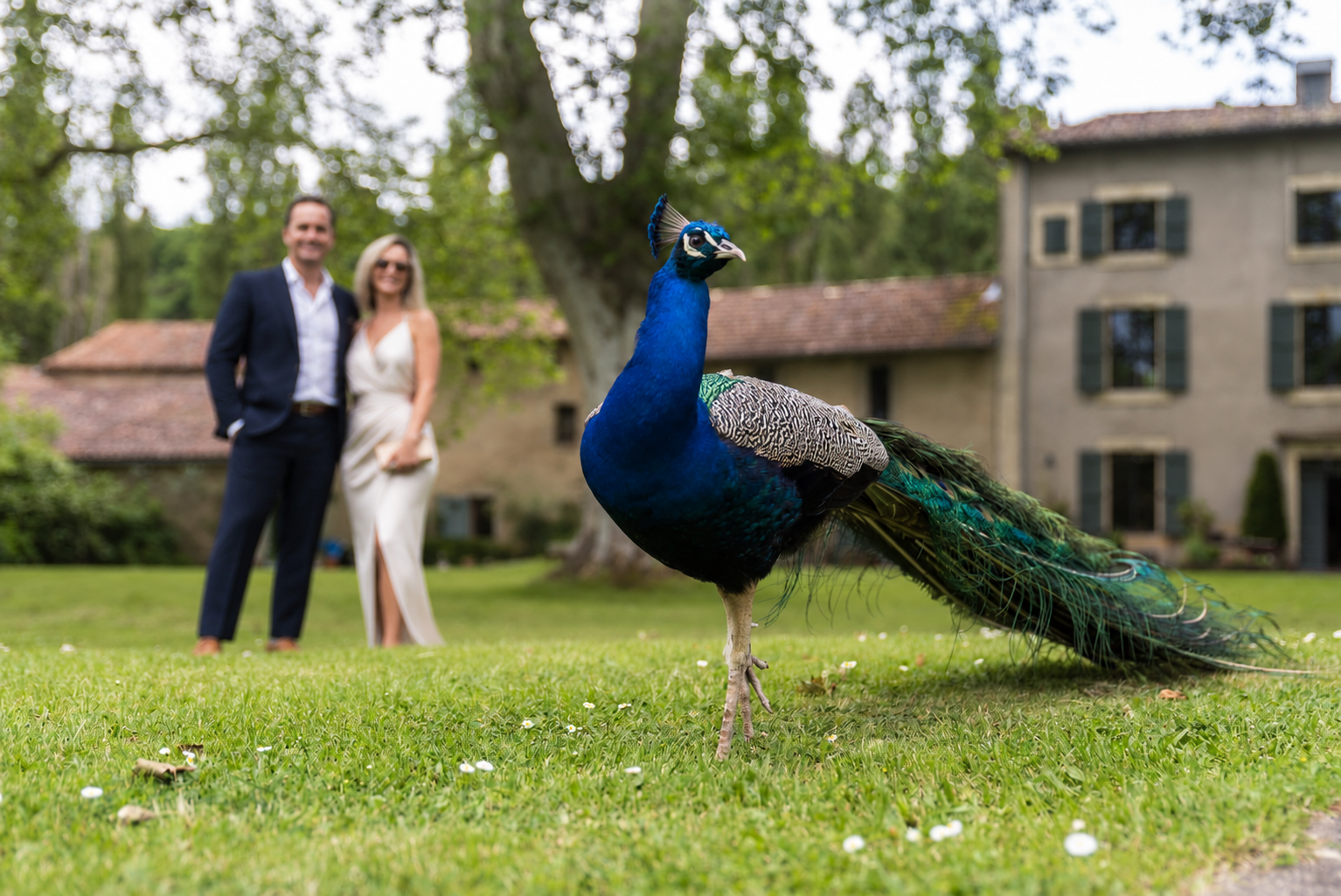 Paon dans le parc du Domaine de Bonnery